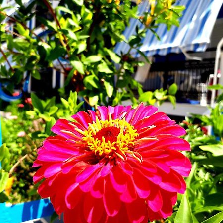 Zante Dahlia Hotell Laganas Exteriör bild