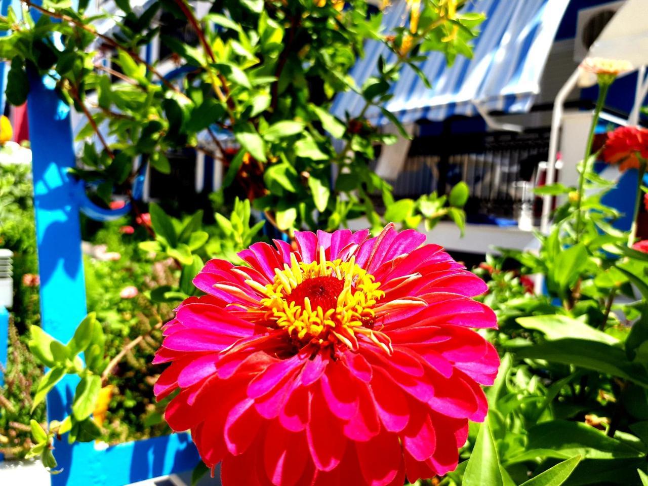 Zante Dahlia Hotell Laganas Exteriör bild