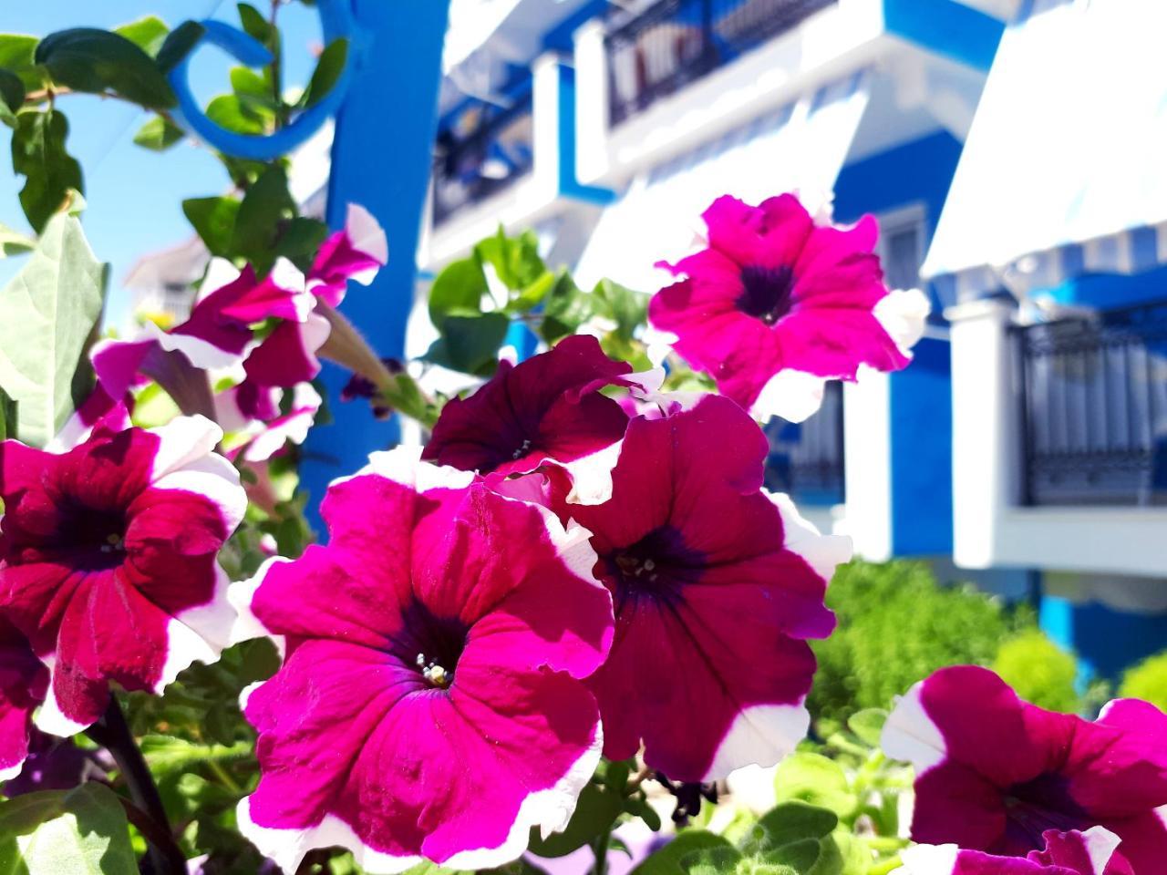 Zante Dahlia Hotell Laganas Exteriör bild
