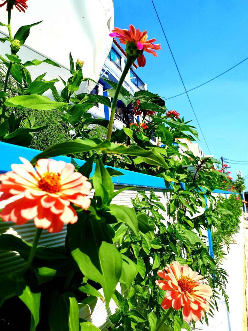 Zante Dahlia Hotell Laganas Exteriör bild