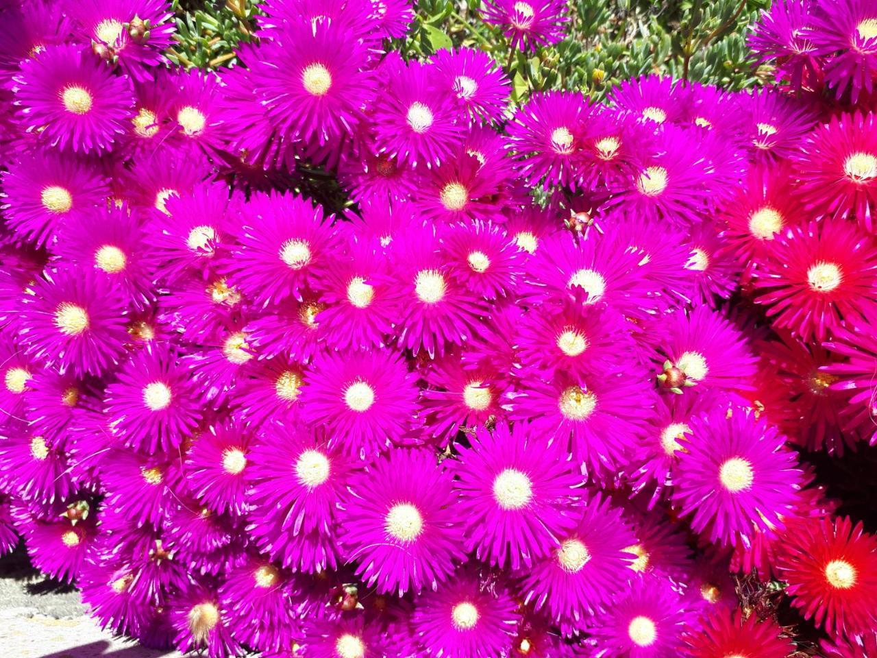 Zante Dahlia Hotell Laganas Exteriör bild