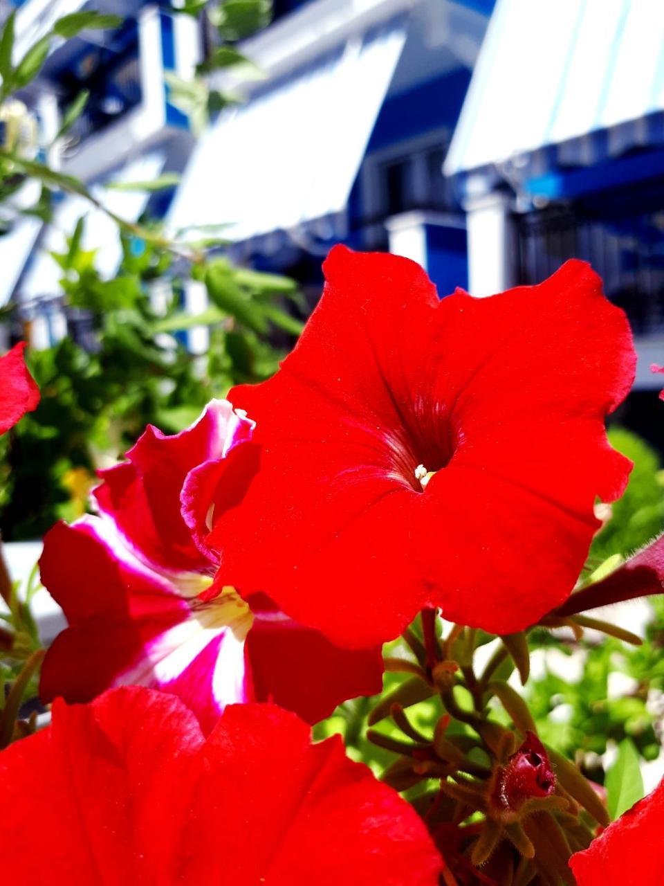 Zante Dahlia Hotell Laganas Exteriör bild
