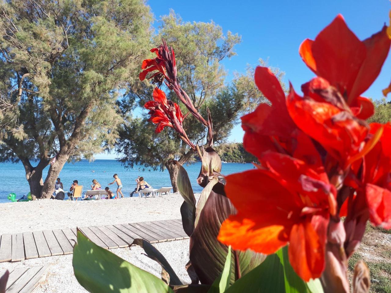 Zante Dahlia Hotell Laganas Exteriör bild