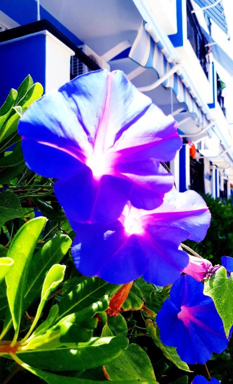Zante Dahlia Hotell Laganas Exteriör bild