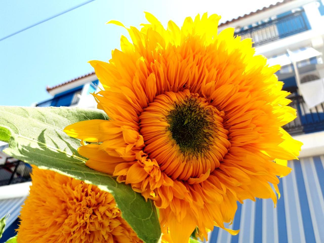 Zante Dahlia Hotell Laganas Exteriör bild